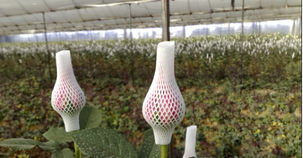 花卉世界网 云南光兰商贸产品展示