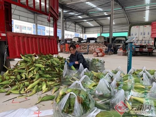 菜篮子工程惠民生——曲靖农产品国际商贸城建成投用助力商贸发展